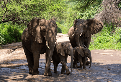 8-day-tanzania-safari-and-beach